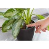 Miracle-Gro Indoor Plant Food Spikes, Includes 48 Spikes - Continuous