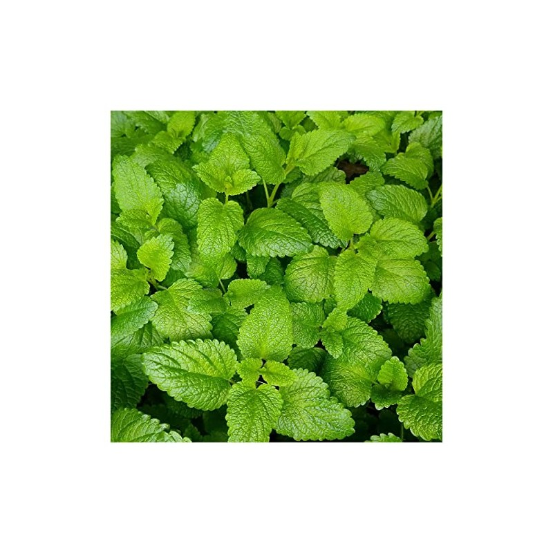 Everwilde Farms - 1/4 Lb Lemon Balm Herb Seeds -