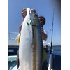 Nature Boys SS1295-02K Swim Rider SHORT Lure, Pink Holo, 10.4