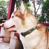 Beanspet Dog Collar, Basic Studs, Antique Dog Collar, Leather, Stylish,
