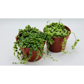 String of Pearls and Variegated String of Pearls Succulents Live Plant Combo in 4" inch Pot with Soil Fully Rooted. Easy to Care, Great for Home Office Wedding Decorations DIY Projects Party Favor