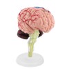 Human Brain Anatomical Model, 1-Piece Medical Teaching Tool, 10 x