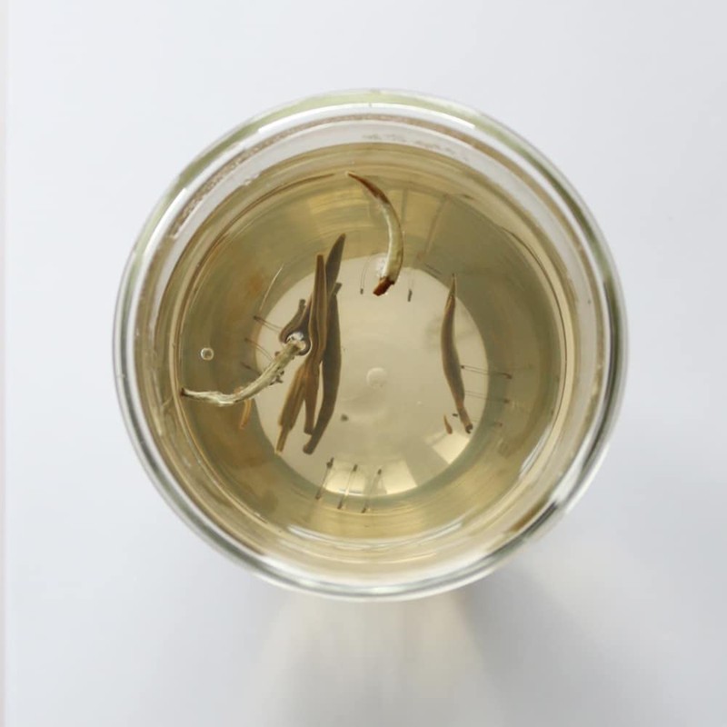 Teapro Supreme Silver Needle White Tea | Bai Hao Yin