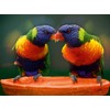 CALVENDO Puzzle Lori Parrots 1000 Pieces 64 x 48 cm