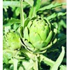 Green Globe Artichoke Seeds, 50 Heirloom Seeds Per Packet, Non