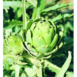 Green Globe Artichoke Seeds, 50 Heirloom Seeds Per Packet, Non GMO Seeds
