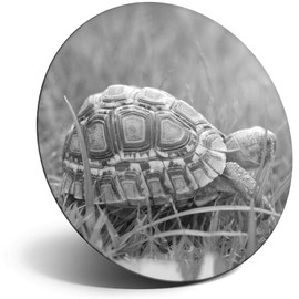 Destination Vinyl ltd Magnet for Refrigerator, Fridge BW - Cute Tiny Tortoise Pet Animals Turtle for Office, Cabinet and Whiteboard, Magnetic Stickers, 40974