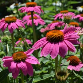 Richie’s Growth Market Echinacea Seeds, Purple Coneflower, Non-GMO, Attracts Bees, Free Shipping - 1000 Seeds