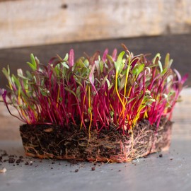 Beet Seeds - Rainbow Blend - 1 Lb ~24,000 Seeds - Beta vulgaris - Farm & Garden Vegetable Gardening & Microgreens Seeds - Non-GMO, Heirloom, Open Pollinated, Annual