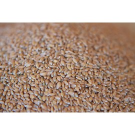 7.5lbs Organic Farro Piccolo (Einkorn)