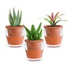 D'vine Dev 4 Inch Design Self Watering Pot for Indoor