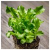 Everwilde Farms - 1 Oz Green Curled Ruffec Endive Seeds