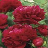 Peony Seeds Garden Plant Mixed Color Flower 10 Seeds