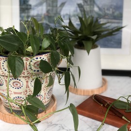 Ceramic Plant Saucer | Plant Trays for Indoors | Drip Tray | Plant Pot Saucers (5.75in + 5.75in, Wooden Grain)