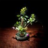 Flower Frog Round Holder Pin Frog, Kenzan Round Floral Arranging