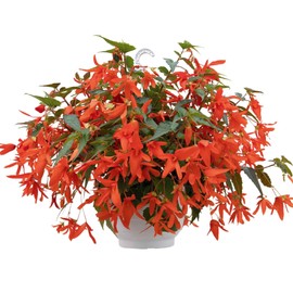 Outsidepride Orange Groovy Begonia Seeds for Planting - 10 Pcs Perennial Flower Seeds with Large Blooms, Arching & Pendulous Growth Habit, for Containers, Hanging Baskets, or Landscape Plantings