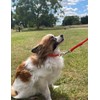 Puppy Training Lead Small Dog Recall Obedience Training Leash 50ft