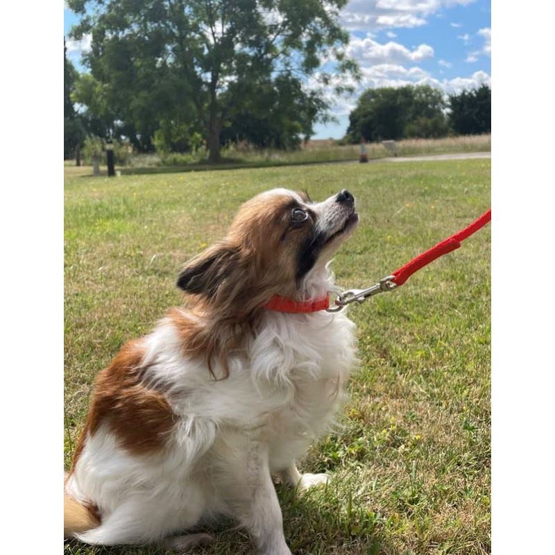 Puppy Training Lead Small Dog Recall Obedience Training Leash 50ft
