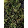 Living Mixed Moss Loose Chunks! for terrariums, Bonsai and kokedamas