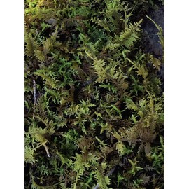 Living Mixed Moss Loose Chunks! for terrariums, Bonsai and kokedamas 12-16 Ounce
