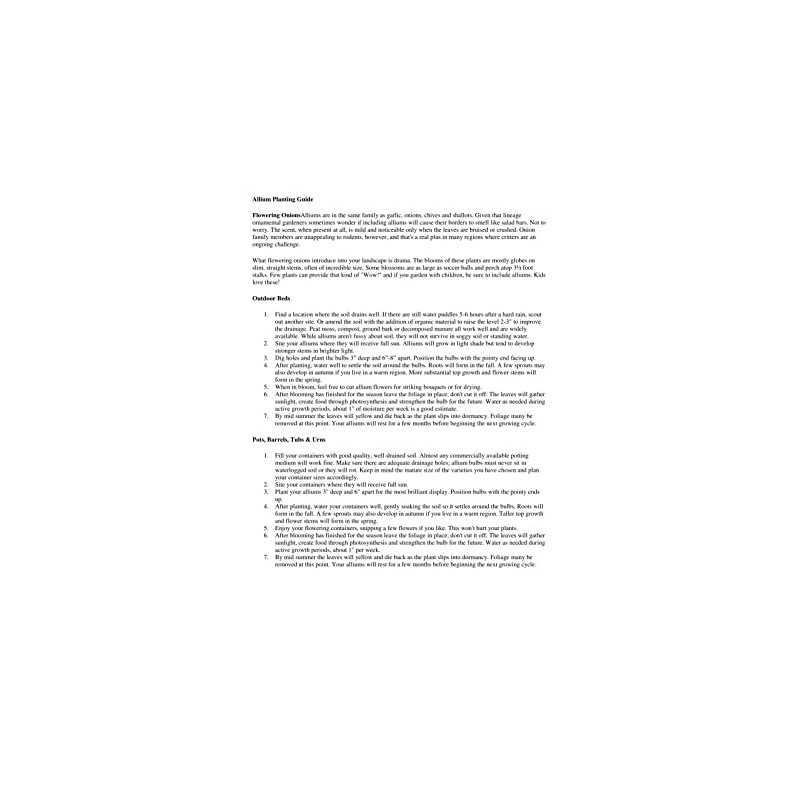 8 Giant Allium Gladiator