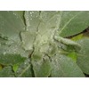 Earthcare Seeds Great Mullein Verbascum thapsus 150 Seeds Heirloom- Non