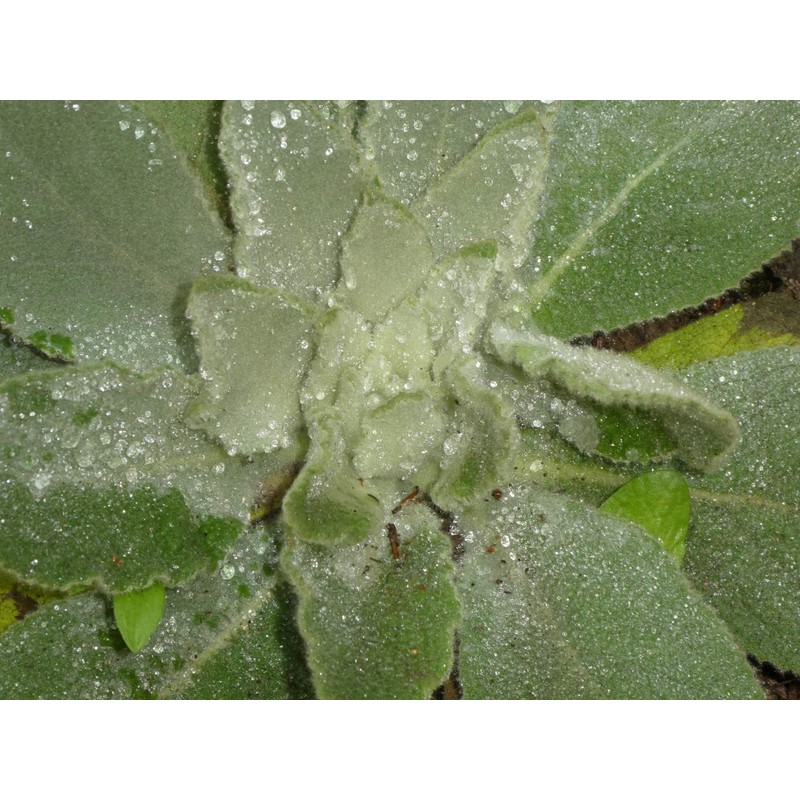 Earthcare Seeds Great Mullein Verbascum thapsus 150 Seeds Heirloom- Non