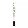 The Jonsteen Company Pond Cypress | Medium Tree Seedling |