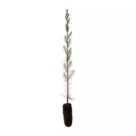 The Jonsteen Company Pond Cypress | Medium Tree Seedling | The Jonsteen Company