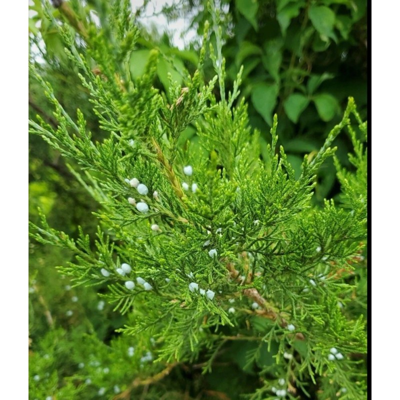 Tree 20 FRESH cuttings of Red Eastern Cedar for rooting,