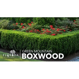 Green Mountain Boxwood | 1 Live Gallon Size Plant | Elegant Pyramid-Shaped Evergreen, Ideal for Topiary & Landscaping, Cold-Hardy & Drought-Tolerant
