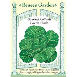 Gourmet Collards ‘Green Flash’