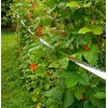 Stay Off Bird Scarer tape - 50 metres - Deterrent