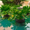 Beeveer 8 Pcs Pond Plant Baskets, Square Reusable Aquatic Planting