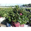 Azalea Encore Autumn Twist (Reblooming Azalea) Shrub, RB white/purple, #3