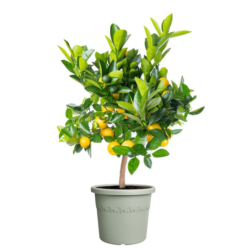 elho Algarve Cilindro 30 - Flower Pot Outdoor - 100%