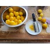 Tree 10 Meyer Lemon Seeds Organic 🍋 Freshly Harvested 01/25