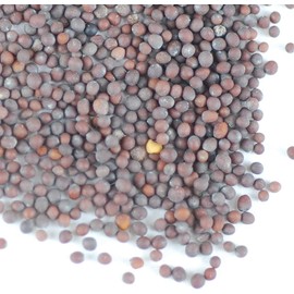Organic Brown Mustard Sprouting Seeds: 35 Lb - Hot Mustard Seed: For Spices, Sprouts, Microgreens, Making Gourmet Mustard, Herb Gardening, More