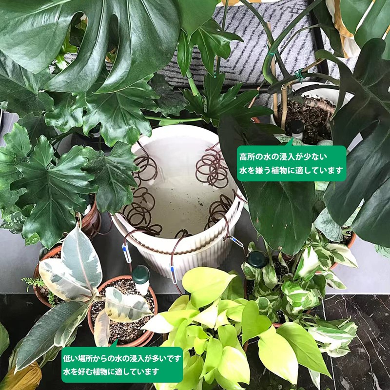 Beauty PLAYER Water Supply Cap, Plants, Set of 12, Japanese
