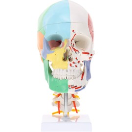 Axis Scientific Life-Size Half-Didactic Half-Muscle Painted Skull with Cervical Spine and Spinal Nerves Anatomy Model