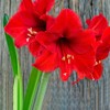 Red Waxed Red Lion Amaryllis Bulb Size 26/28