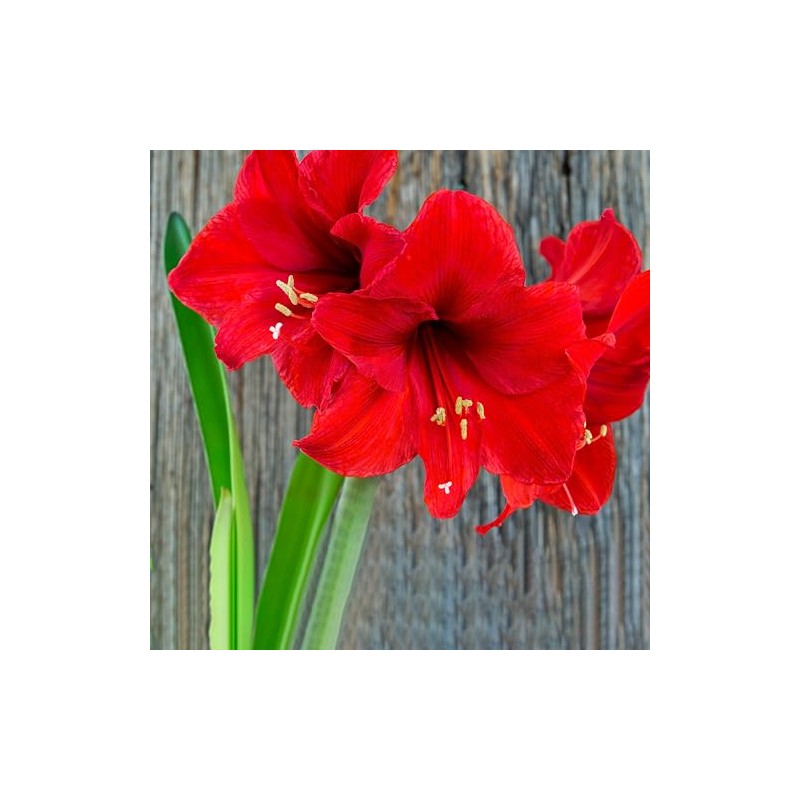 Red Waxed Red Lion Amaryllis Bulb Size 26/28