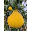 pomelo 20 Pomelo Seeds Sweet Good Variety