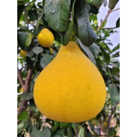 pomelo 20 Pomelo Seeds Sweet Good Variety