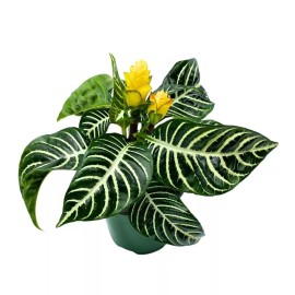 Florida House Plants Zebra Plant, Aphelandra squarrosa, Zebraplant in a 4 inch Pot