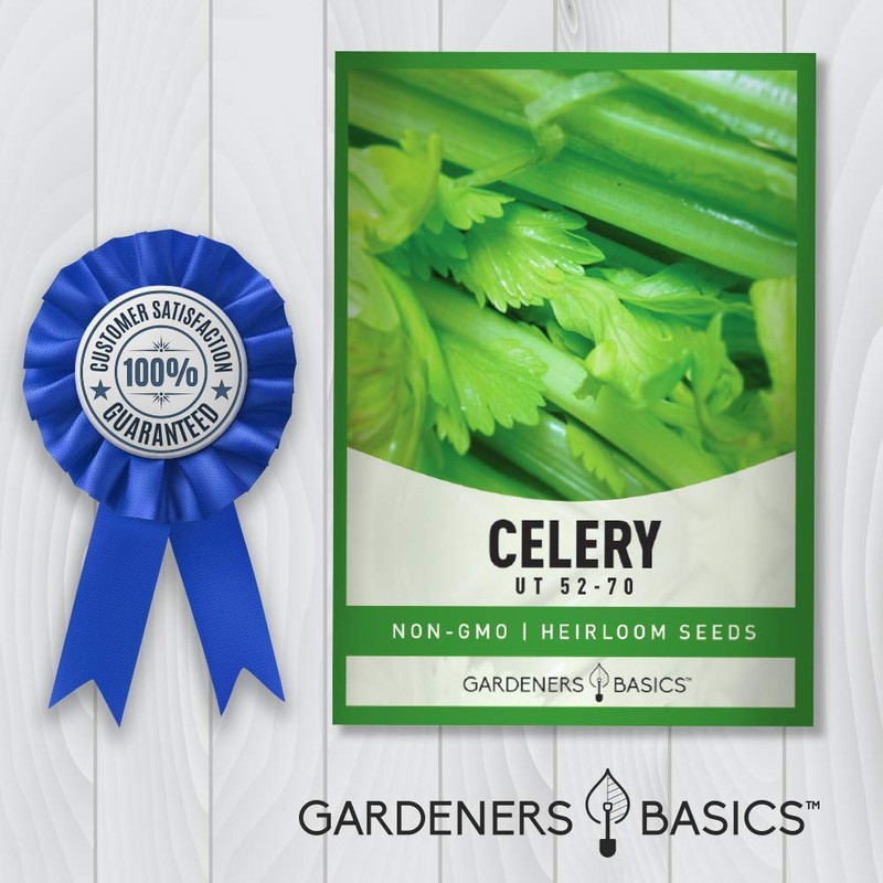 Gardeners Basics, Celery Seeds for Planting - UT 52-70 Variety