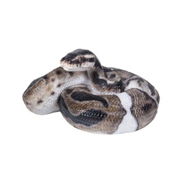 Uvia Ball Python 19.7 x 14.8 x 9.8 cm Doll Figurine Figurine Animal Garden Decoration Snake H18317
