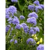 Globe Gilia Seeds, Gilia capitata, Pack of 5000 Seeds by