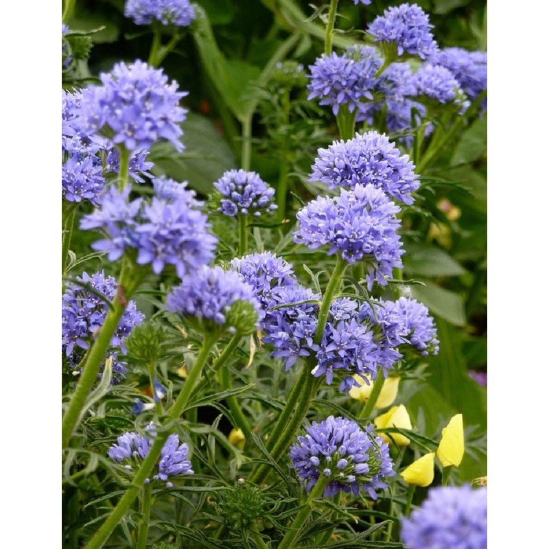Globe Gilia Seeds, Gilia capitata, Pack of 5000 Seeds by