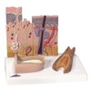 3B Scientific Human Anatomy - Skin Cut + Free Anatomy